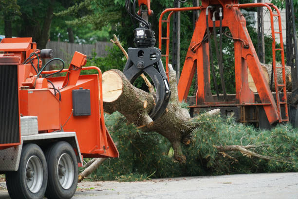 Best Stump Grinding and Removal  in Natalbany, LA